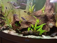 Juvenile Malawi 7 for £10. Hove E,Sussex Nr A27