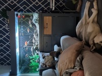 5ft fish tank
