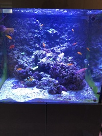 Fish tank and sump