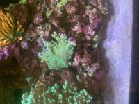 Coral frags collection Peterborough