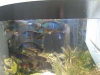 Cichlids