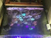 40 gallon reef tank inc hard and sps corals has plus fish ( no stand)