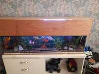 Cold water fish tank and full set up and fish