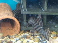 L002 tiger plec group