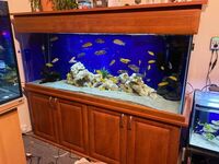 5ft tank set up on stand for sale