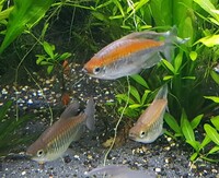 Two Female and One Male Adult Congo Tetra Free to Collect