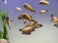 Wild Tropheus Red Rainbows