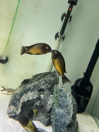 Wild & F1 Tropheus