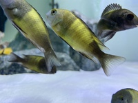 Wild & F1 Tropheus