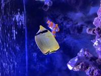 Raffles Butterflyfish £30 WEST LONDON COLLECTION
