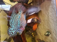 F2 King Kamfa Flowerhorn. AAA grade 10 inches