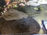 DISCUS & KOI FISH SALES.,,@ CHESHIRE OAKS DISCUS & KOI .,WILD PLECO, RAYs,