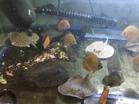 DISCUS & KOI FISH SALES.,,@ CHESHIRE OAKS DISCUS & KOI .,WILD PLECO, RAYs,