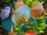 9 Stendker Discus for Tropical Fish Tank Aquarium