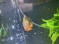 Dwarf gouramis