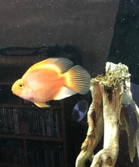 Parrot Cichlid