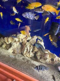 Various Malawi Cichlids for sale