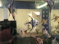 DISCUS, ,DISCUS,,DISCUS , TROPICAL FISH SALES.,,CHESHIRE OAKS DISCUS,DOMESTIC & WILDS. AROWANA, RAYs, L200 pleco