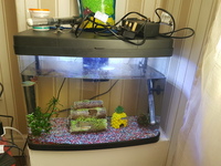 Fish tank and equipment plus fish
