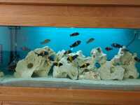 22 tropheus cichlids