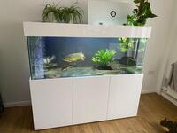 Nd aquatics tank 10months old great condition