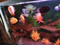 Variety of Fish