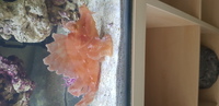 STUNNING RARE REDUCED WOW £150 RHINOPIOS FRONDOSA SCORPION FISH Rhinopias frondosa