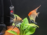 REDUCED Closing down Stendker Discus and Angel Tank