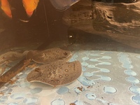 Motoro stingray puppy’s for sale 190£ each