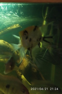 Yellow Koi Angel Fish x 1(female) & Anomalochromis thomasi (Butterfly Cichlid) pair in Leeds