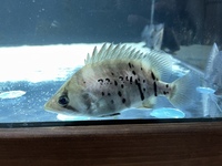 Indo Sumatra Tiger Fish Datnoids group