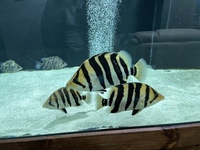 Indo Sumatra Tiger Fish Datnoids group