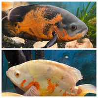 For sale 2 large oscars