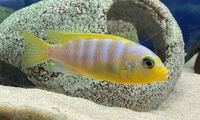 Malawi Mbuna Juvenile Cichlids Fish Sale.