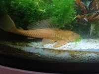 Albino Sailfin Pleco