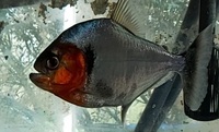 6ft x 2ft x 30 inches ND Aquatics Aquarium tank and stand + piranha tropical fish