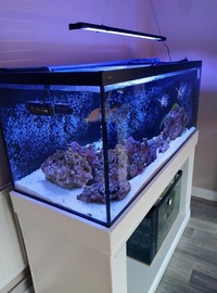 ND Aquatics 5x2x2 Marine Aquarium full set up & fish.