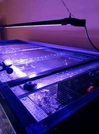 ND Aquatics 5x2x2 Marine Aquarium full set up & fish.