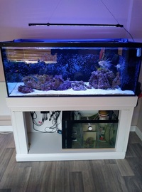 ND Aquatics 5x2x2 Marine Aquarium full set up & fish.