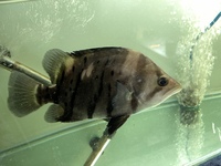 Indo Sumatra Tiger Fish Datnoids group