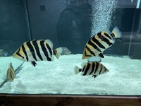Indo Sumatra Tiger Fish Datnoids group
