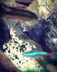 Kribensis breeding pair available FREE