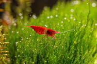 Cherry Shrimp - Live freshwater tropical shrimp