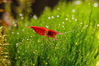 Cherry Shrimp - Live freshwater tropical shrimp