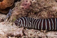 marine fish and tank clown trigger maroon clown zebra moray