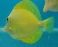 Sale Yellow tang …. New stock £250 each..
