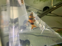 2 clown loaches and 1 Hoplo catfish for sale Southend