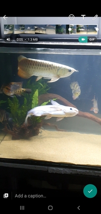 PREDATORY FISH FOR SALE
