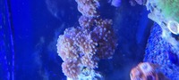 Various corals for sale