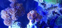 Various corals for sale